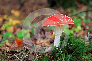 Mushroom in forest, autumn season