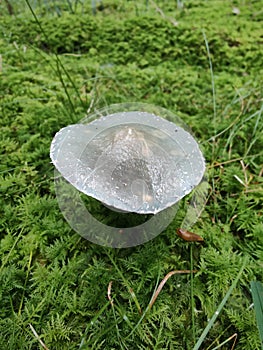 Mushroom forest bluemushroom snail moss