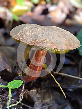 Mushroom in the forest. Boleto photo
