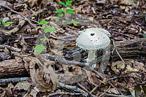 Mushroom on the Forest Floor