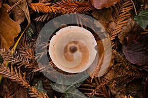 Mushroom in the forest floor in autumn