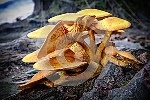 Mushroom on the forest floor. closeup