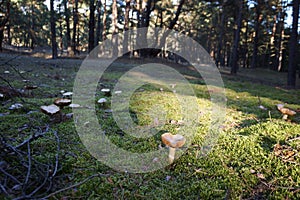 Mushroom in the forest
