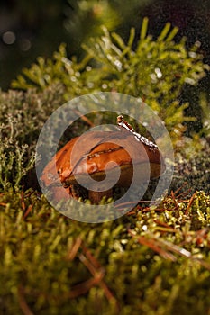 Mushroom in the forest growing in the moss.