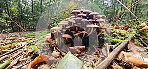 Mushroom forest herfst