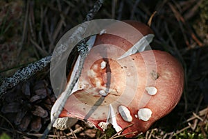 Mushroom in the forest