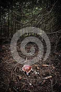 Mushroom in forest, Muran plain, Slovakia, seasonal natural scene