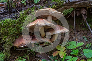 Mushroom, forest mushroom, mushroom in the forest.