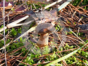 Mushroom photo
