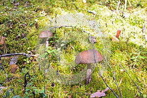 Mushroom in the forest near the Ladoga Lake, Russia