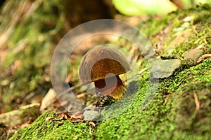 Mushroom in forest. Neoboletus luridiformis. Tasty fungus