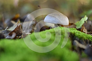 Mushroom in the forest photo