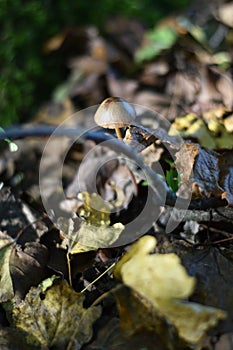 Mushroom in the forest photo