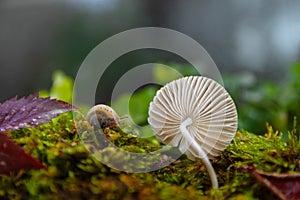 Mushroom in the forest and a small snail