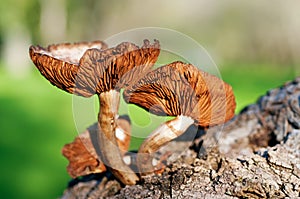Mushroom forest tree