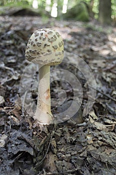 Mushroom in a forest photo