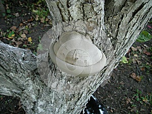 Mushroom