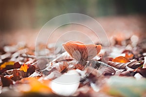 Mushroom in forrest Selective Focus