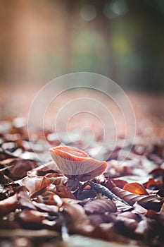 Mushroom in forrest Selective Focus