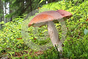 Mushroom Foxy Bolete