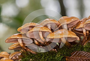 Mushroom of France