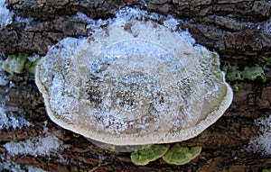Mushroom frost snow harmful mushroom tinder fungus hymenophore: tubular