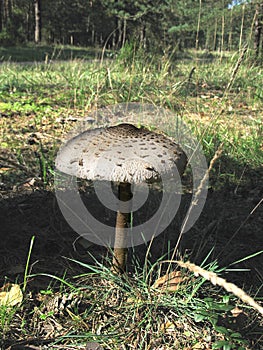 Mushroom (Fungi)