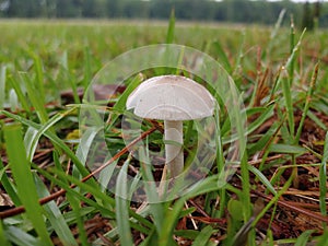 Mushroom fungi shrooms