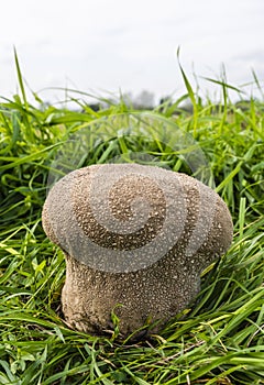 Mushroom fungus growing among the grass.