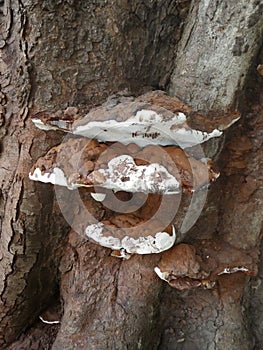 Mushroom Fungus growing on tree trunk