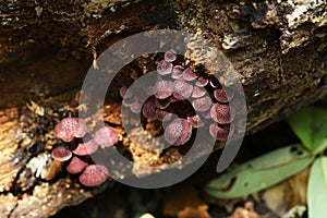 Mushroom Fungus on rotting log