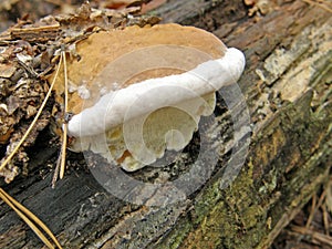 Mushroom Ganoderma applanatum.