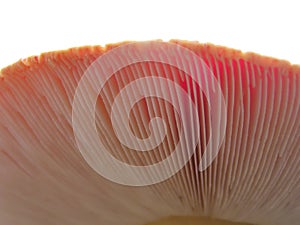 Mushroom Gills