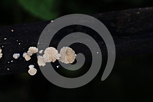 Mushroom gills