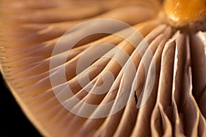 Mushroom Gills