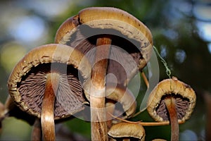 Mushroom Gills, Stems & Caps