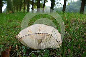 Mushroom gills