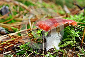 Mushroom gomphidius roseus photo