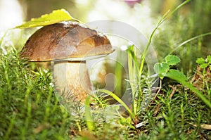 Mushroom in grass