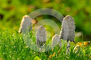 Mushroom among the grass photo