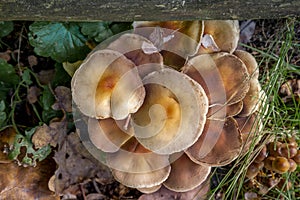 Mushroom on the grass