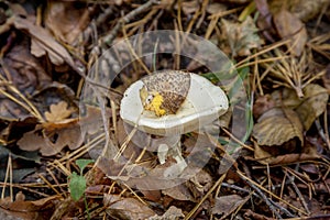 Mushroom on the grass