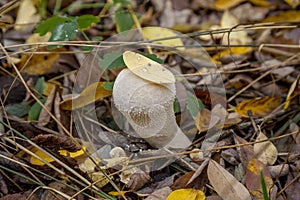 Mushroom on the grass