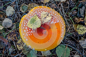 Mushroom on the grass