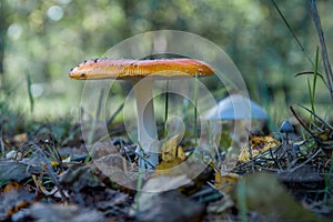 Mushroom on the grass