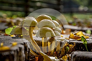 Mushroom on the grass