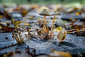 Mushroom on the grass