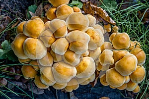 Mushroom on the grass