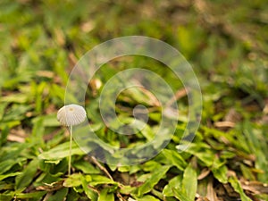 Mushroom on a Grass