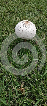 Mushroom on Grass on the Beach Aguada Puerto Rico